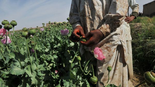 A man picks poppies in the Helmand province, which contributes to the heroin epidemic and violence toward women. (AFP/File)