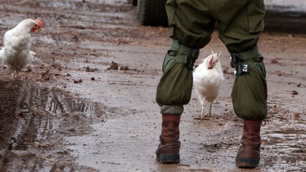 Chickens walk next to Israeli soldiers during clashes with Palestinian protestors in the village of Qabatiya, near the West Bank town of Jenin. (AFP/File)