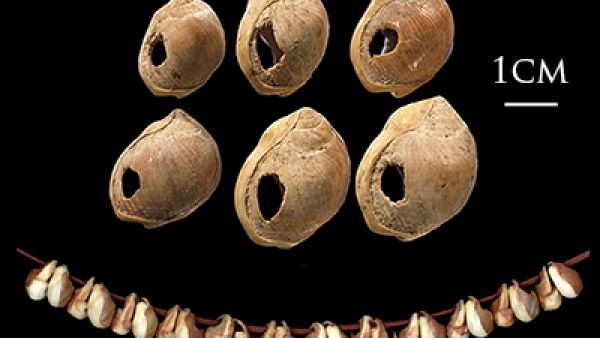Marine shells found in Middle East. [wikimedia.org]