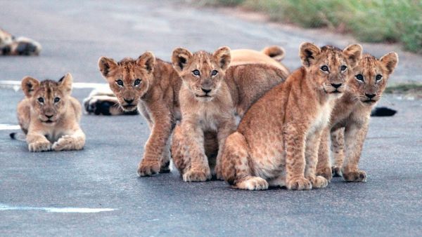 Lion cubs. (File)