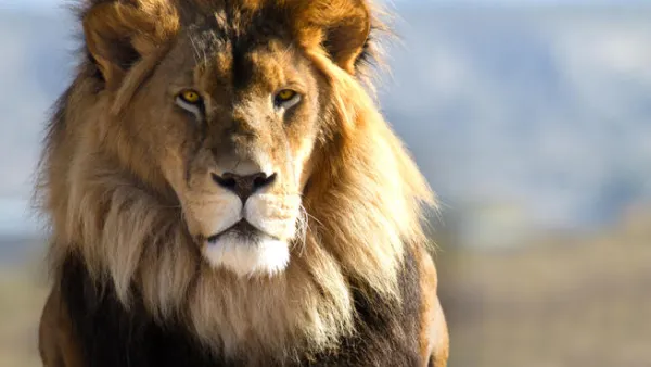 The zoo will have 1,000 animals, including 350 species. (Shutterstock)