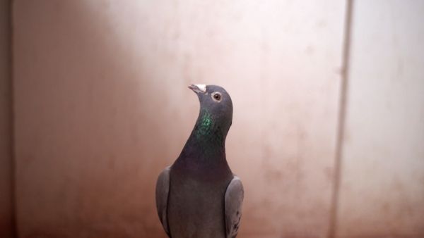 الحمامة ليونيل ميسي