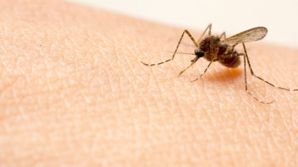 Mosquitos are the carrier of malaria plasmodium. (Shutterstock)