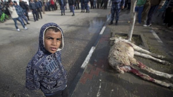A Palestinian boy stands next to a donkey killed in an Israeli air strike in Gaza City, on January 19, 2014.  [AFP]