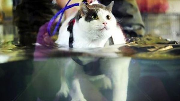 In the US, Buddha the fat cat has been trying to lose some weight using an underwater treadmill. Wonder if this Dubai clinic will use such innovative techniques to slim down their portly pets and chubby clientele? (Photo courtesy of HuffPo)