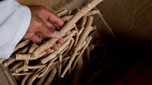 Miswak sticks are used to keep the teeth clean. (Getty image).