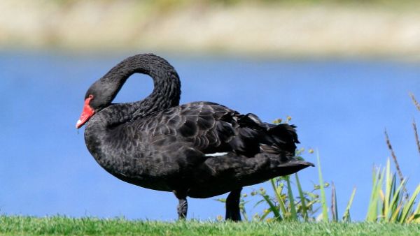 Soon the only Black Swan allowed in Egypt?