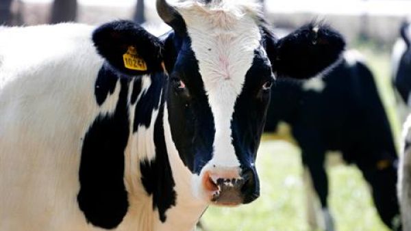 A cow grazes outside the factory in Deir Taanayel on Monday. Image courtesy of The Daily Star