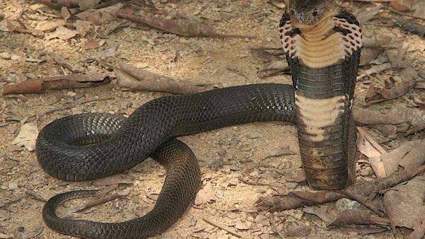 This Saudi man woke to find a snake in his bed...and a cobra. 