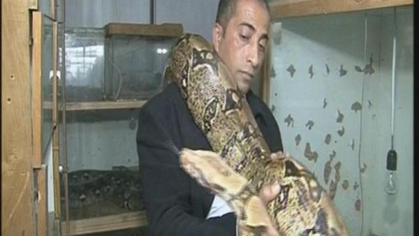 Palestinian man raises rare snakes [Al-Arabiya]