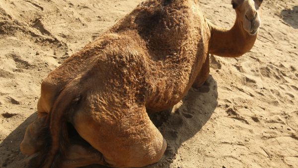 This camel may soon be served with fries and a coke in the UAE 