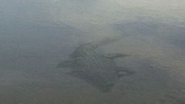 The pictures allegedly taken by a British tourist in Dubai turned out to be a hoax.