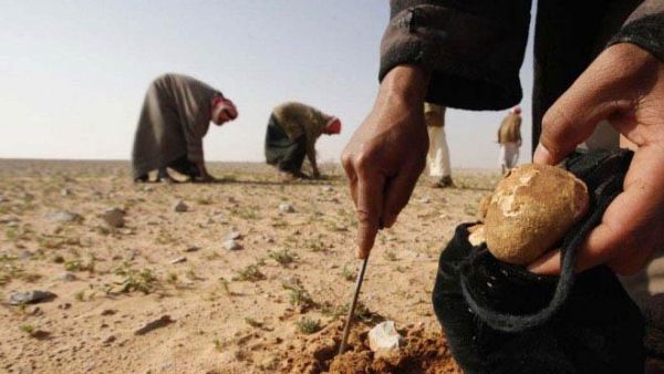 Harvesting tasty truffles. (Photo courtesy of Your Middle East)