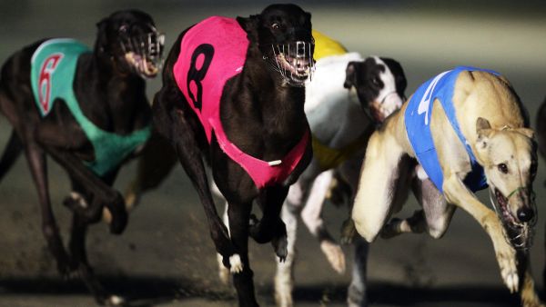 Dog races and dog shows take place at Beirut's Hippodrome