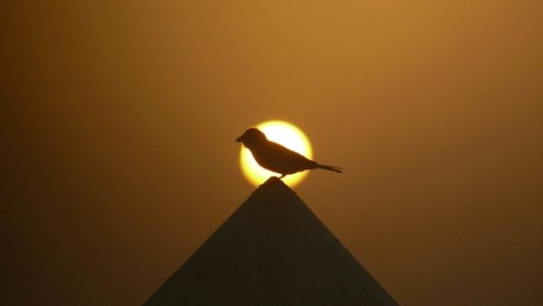 First place winning photograph taken by Aidarous Bani Hashem from Khalifa University