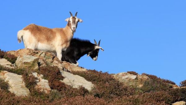 Buying sick goats at a cheaper price or serving what is akin to road-kill or meat dead for too long is the charge against
a restaurant in Saudi's holy Madinah.