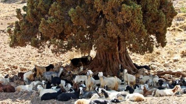 Goats sit under a juniper tree in Dinnieh, Sunday, Aug. 18, 2013. (Photo courtesy: The Daily Star/Hasan Shaaban)