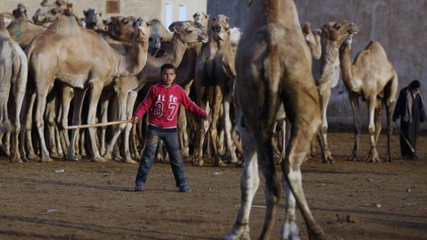 These are not the camels you're looking for 