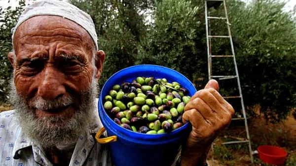 Jordan’s olive oil production saw an 11 per cent increase in 2012