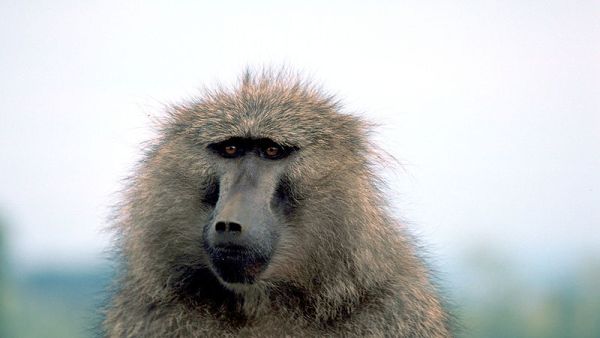 Photo used for illustrative purposes (United States Fish and Wildlife Service/Gary M. Stolz)