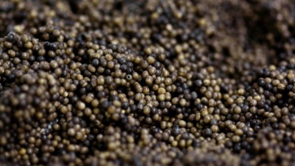Caviar