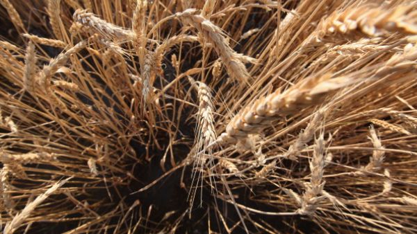 What is clear is that as the world’s largest importer of wheat, Egypt is highly exposed to even the slightest change in the global tradable wheat price or supply. No country in the world is more vulnerable. 