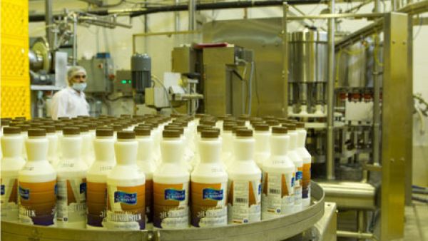 The survey covered 13 dairy farms 