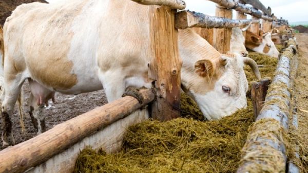 An Egyptian teacher punished school boys for not completing their homework by making them eat animal fodder (Shutterstock)