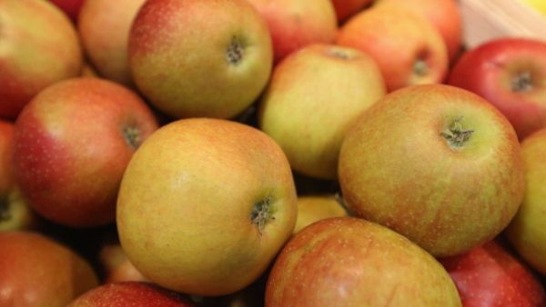 That's A LOT of rotten apples. (Al Bawaba file photo)