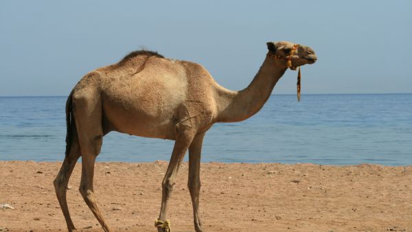 Not the camel in question. A man in Sharjah died after washing his sponsor's camel. (Shutterstock)