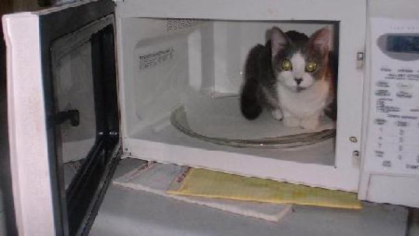 A cat sits in a microwave. (image for illustrative purposes only)