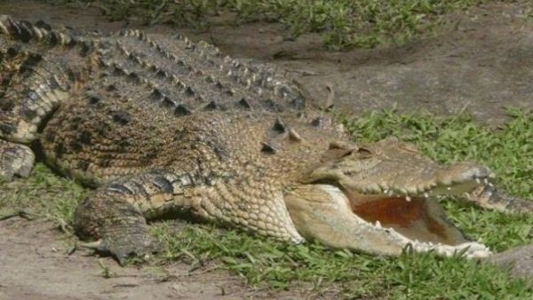 A crocodile has reportedly been roaming the pipes of Gaza's sewer network (Photo: shehab.ps)