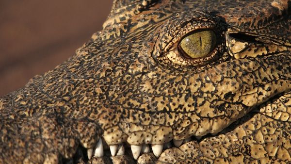 See you later alligator! Croc numbers are dwindling in Egypt's Lake Nasser. (Shutterstock)
