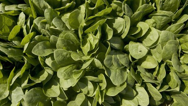 Scientists at a British university claim a low calorie restrictive diet can cure type 2 diabetes.