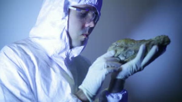 Dinosaur fossils are rare in Arabia say scientists (Shutterstock)