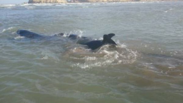 False killer whale after being escorted back to the sea.Images courtesy Fahad Al Maashry and Environment Society of Oman (ESO).