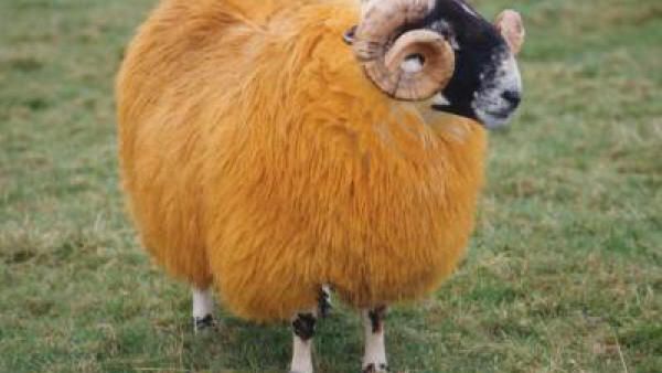 Without a little lamb meat, Eid al Adha just isn't the same.