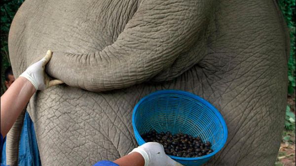 The Middle East has had its first taste of elephant dung coffee (Photo: ugottabkiddinme)