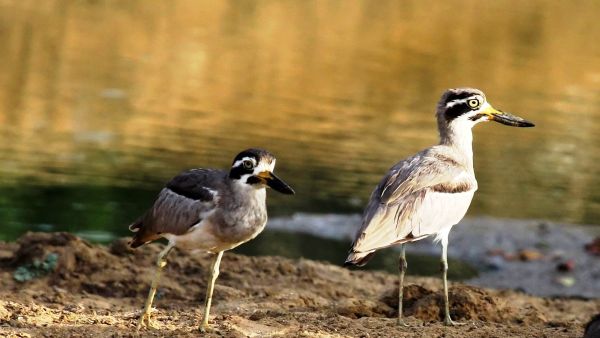 A Great Thick-knee [via Wikipedia]