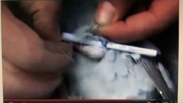 الناشطون في حمص يتحدون الحصار بالحمام الزاجل 