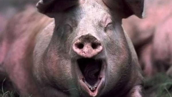 Palestinians claim Israeli pigs are chasing them off their land