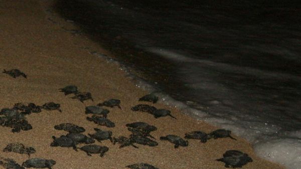 The number of sea turtle nests laid on the Tyre Coast Nature Reserve dropped by half this year (Photo: Maikulian)