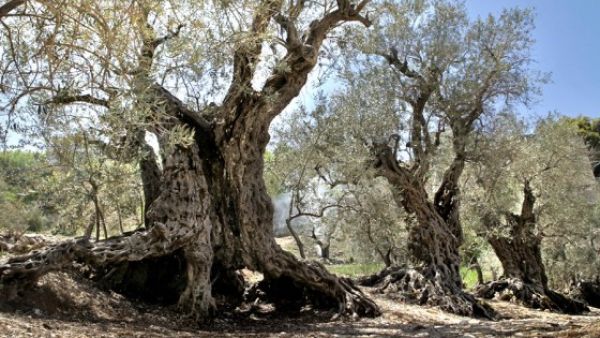 These trees are older than Moses, and Lebanon is their home.