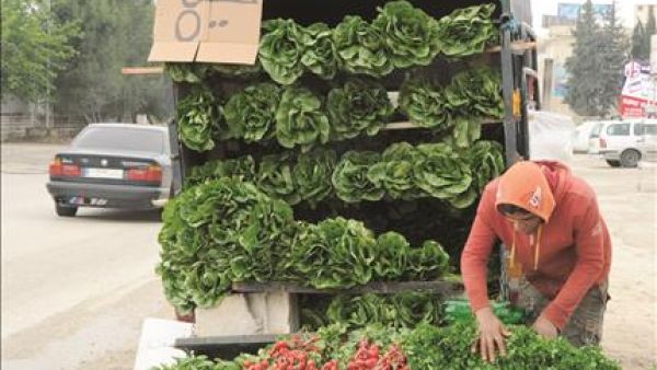 Intense cold conditions in Tabuk and Northern Border areas and rains in Baha, Taif and Madinah, which are the main vegetable-producing areas, have triggered the price hike.
Intense cold conditions in Tabuk and Northern Border areas and rains in Baha, Taif and Madinah, which are the main vegetable-producing areas, have triggered the price hike.