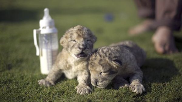 Sadly, these adorable cubs died two days after being born in the blockaded Gaza Strip. (AFP/Getty)