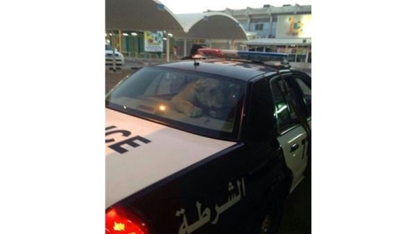 The lion which was arrested in Bayan, Kuwait last weekend. (Image: Twitter)