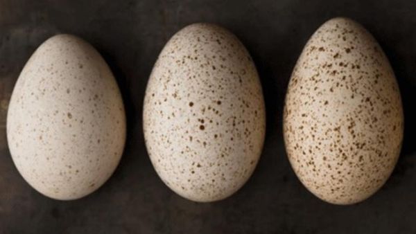 Scientists in Dubai have successfully hatched chickens from the eggs of turkeys, guineafowl and ducks