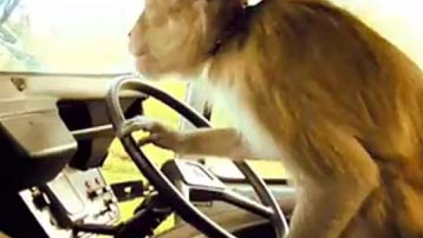 Monkeys are notoriously not car shy, as they climb on board at safaris, many families will have experienced a monkey on the dash board.