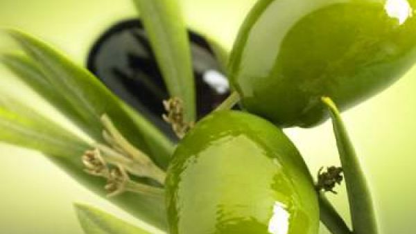 Turkey is the second-largest table olive producer and fourth largest in olive oil production globally. Turkey's share in worldwide olive oil production is 16.7 percent. Turkey is the second-largest table olive producer and fourth largest in olive oil production globally. Turkey's share in worldwide olive oil production is 16.7 percent.