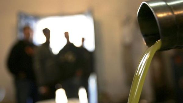 Libya is trying to diversify its economy into the green gold of olive oil Libya is trying to diversify its economy into the green gold of olive oil
